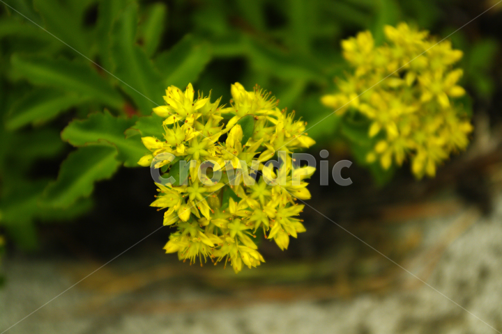 꽃,식물,flower,color,기린초,식물,자연,plants,nature,꽃,flower