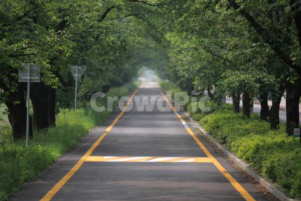 벚꽃,길,여행,풍경,봄,자연,풍경,nature,landscape,교통,교통수단,traffic,transportation,road,도로,freeway,고속 도로,highway,고속도로,asphalt,아스팔트