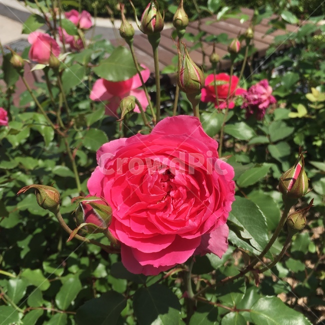 장미,꽃,빨강,로즈,rose,flower,red,빨간장미,자연,nature,식물,자연,plants,nature,꽃,flower