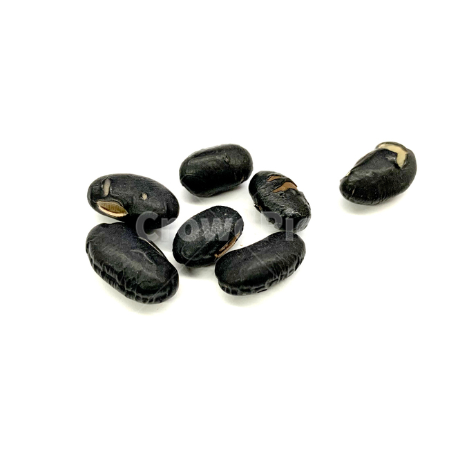 백태,서리태,콩,원두,땅콩,plant,식물,견과류,견과,검은콩,검정콩,흑태,서목태,알콩,nut,너트,식품,food,콩류,견과류,beans,pulse,nuts,dry fruits