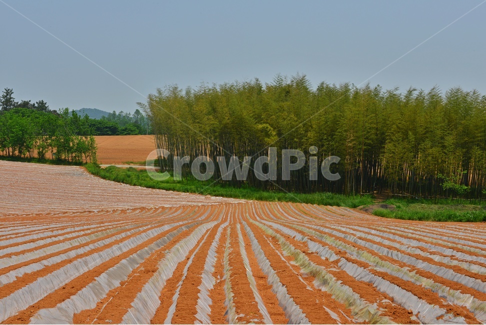 nature,자연,outdoors,옥외,soil,흙,ground,바닥,전북,고창,학원농장,농장,고구마밭,농사비닐,비닐,농업,농사,경작,영농,농경