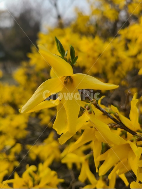 plant,식물,flower,blossom,꽃,봄,spring