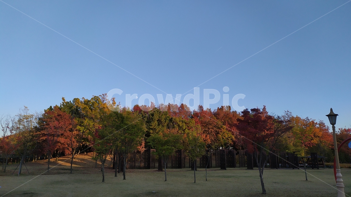 가을,나무,tree,달,moon,plant,fall,단풍,가을,계절,fall,autumn,season,자연,풍경,nature,landscape,식물,tree trunk,나무 줄기
