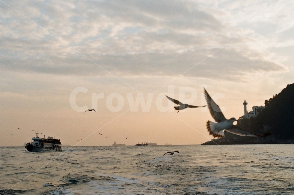 태종대,바다,갈매기,배,등대,노을,자연,풍경,nature,landscape,동물,animal,조류,새,birds,vehicle,차량,transportation,교통,boat,보트,bird