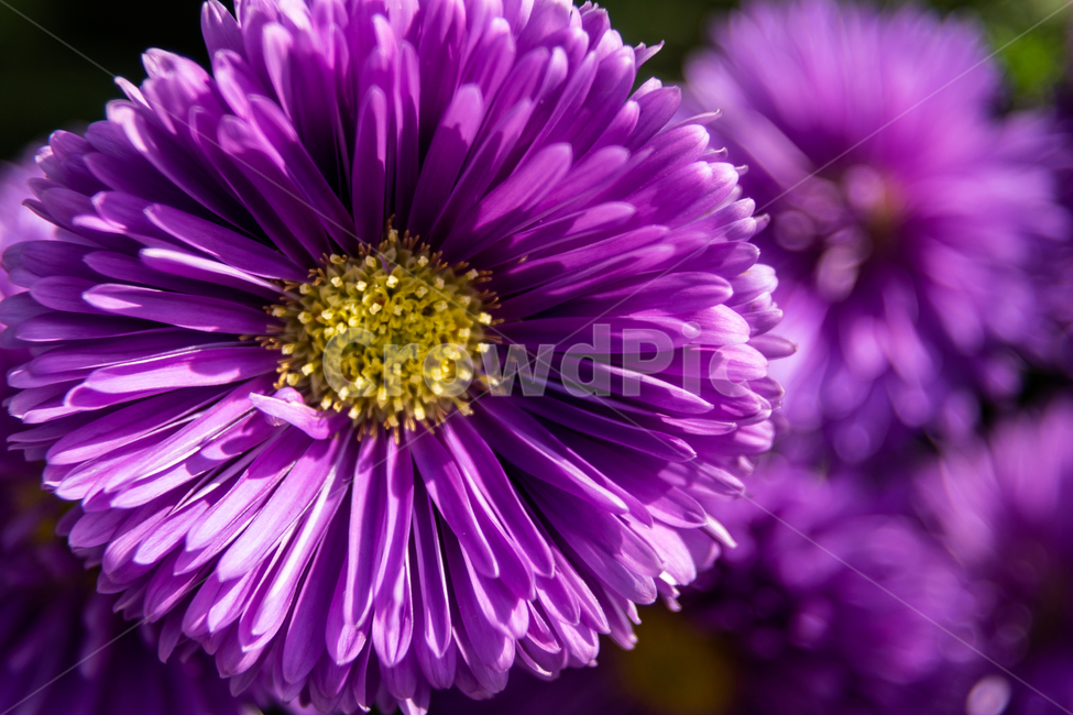 꽃,보라색,가을,plant,flower,blossom