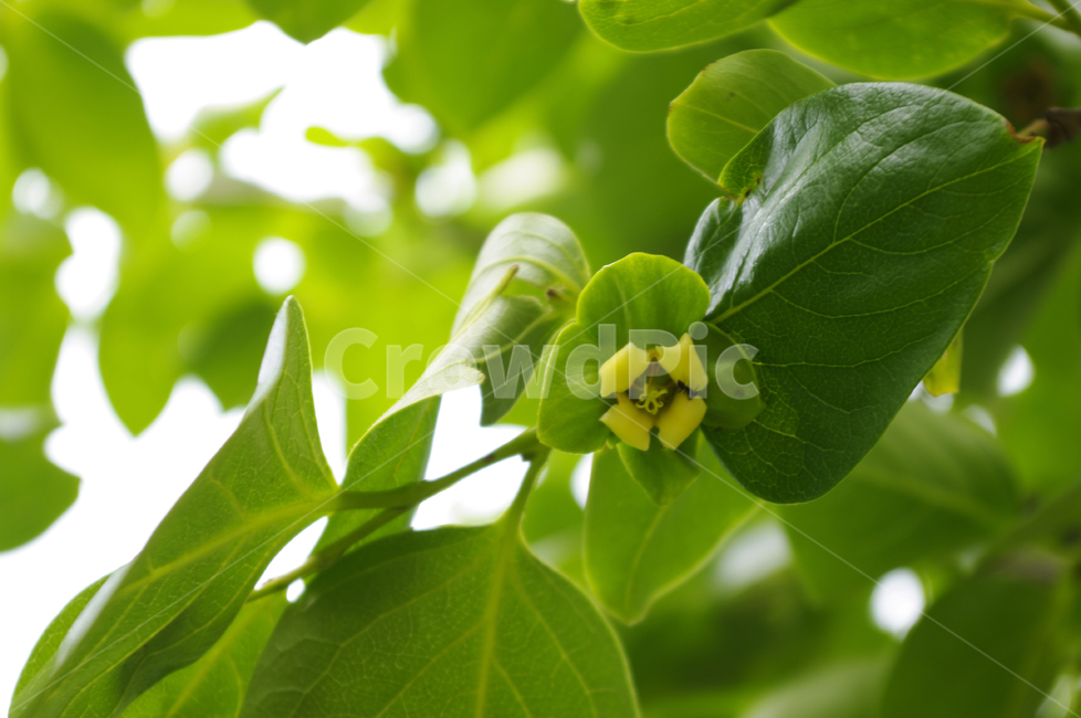 감꽃,꽃,식물,flower,plant,식물,자연,plants,nature,꽃,flower