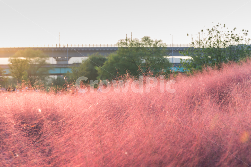 핑크뮬리,뮬리,가을,pinkmuhly,자연,공원,핑크,pink,식물,가을,계절,fall,autumn,season