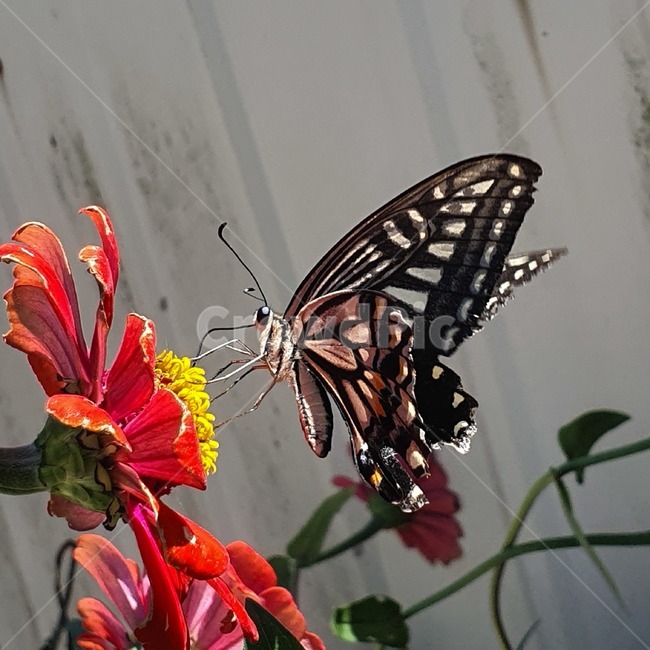 곤충,insect,animal,butterfly,plant,식물,나비,곤충,벌레,insect,bug