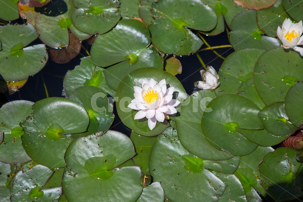 연꽃,선유도공원,자연,계절,부처님오신날,푸른,하늘,공원,nature,photography,식물,감정,식물,자연,plants,nature,꽃,flower