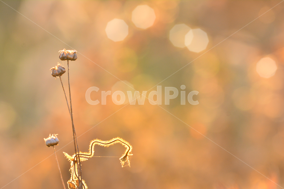들풀,들꽃,보케,빛망울,가을배경,야생화,plant,bokeh,배경,바탕,백그라운드,background,가을느낌,autumn,시냇가,빛,light,플레어,flare,petal,꽃잎,식물,blossom,flower,자연,nature,꽃,분위기,feeling,sensible,emotional,가을,계절,fall,autumn,season
