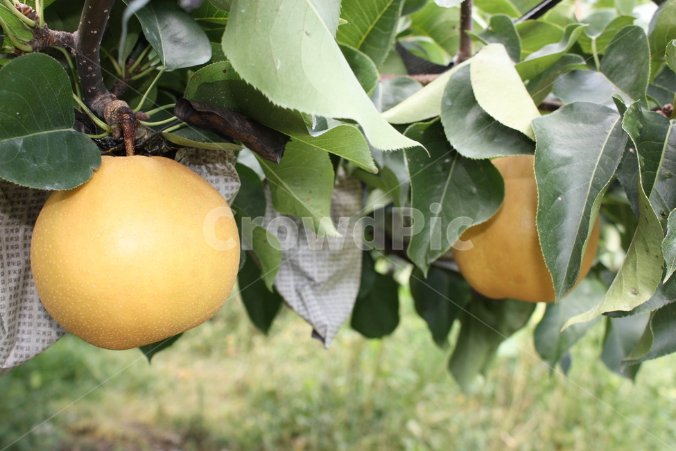 배,pear,koreapear,fruit,fresh,과일,신선한,식물,자연,plants,nature,과일,열매,fruit