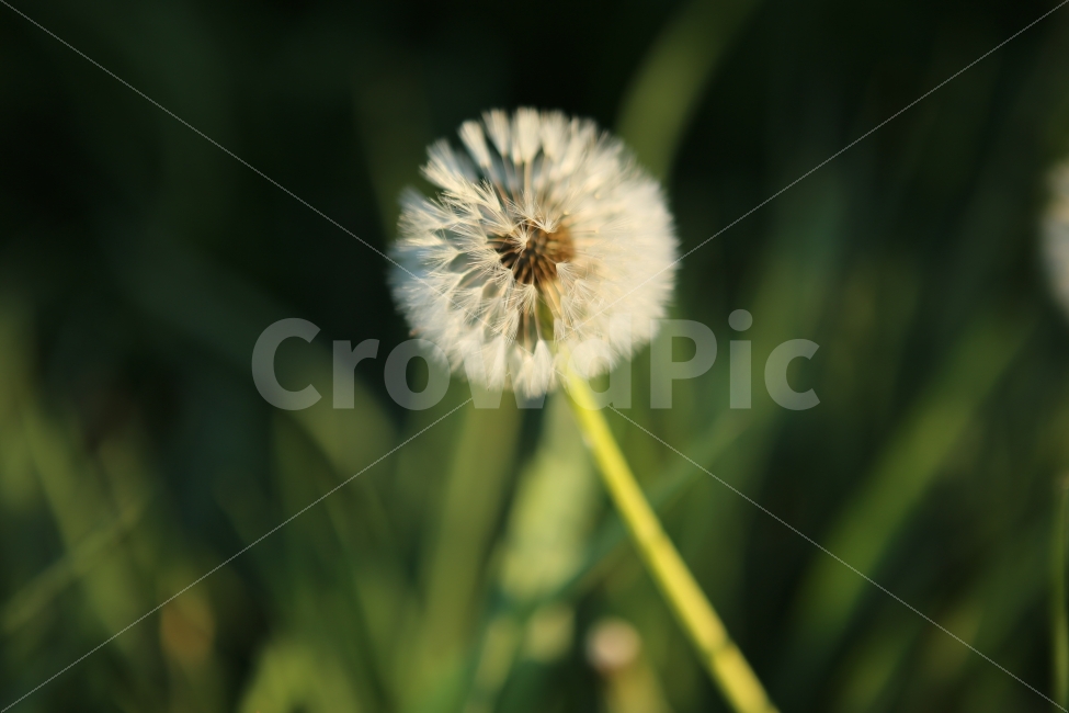 민들래,배경,파워포인트,자연,홀씨,식물,자연,plants,nature,꽃,flower,감성,sensible,feeling