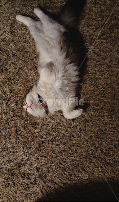 고양이,반려동물,동물,포유류,귀여움,애교,cat,kitty,kitten,animal,mammal,휴식,브라운,갈색,카펫,포근한,따뜻한,스트레칭,귀여운,cute,pet,brown,carpet,반려묘,애완동물,동물,animal,포유류,mammal,고양이,cat,kitten,kitty