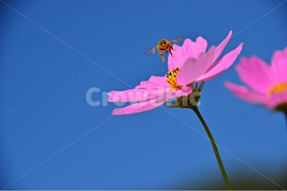 plant,식물,blossom,flower,꽃,bee,벌,apidae,양서류,invertebrate,무척추동물,animal,동물,곤충,insect,코스모스