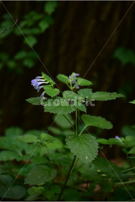 산골무꽃,야생화,생태,식물,자연,꽃,힐링,플라워,wildflower,flower,plants,nature,season,감성,느낌,emotion,feeling,초본,식물,자연,plants,nature,꽃,flower