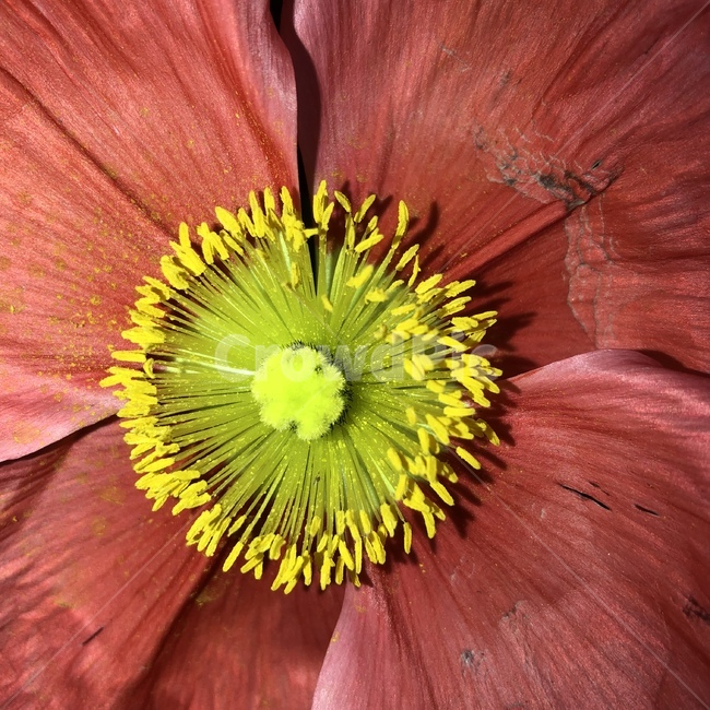 꽃,꽃술,수술,암술,화분,꽃가루