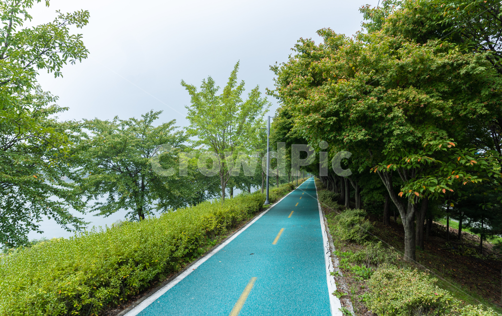 춘천,아스팔트,asphalt,가로수길,흐린날