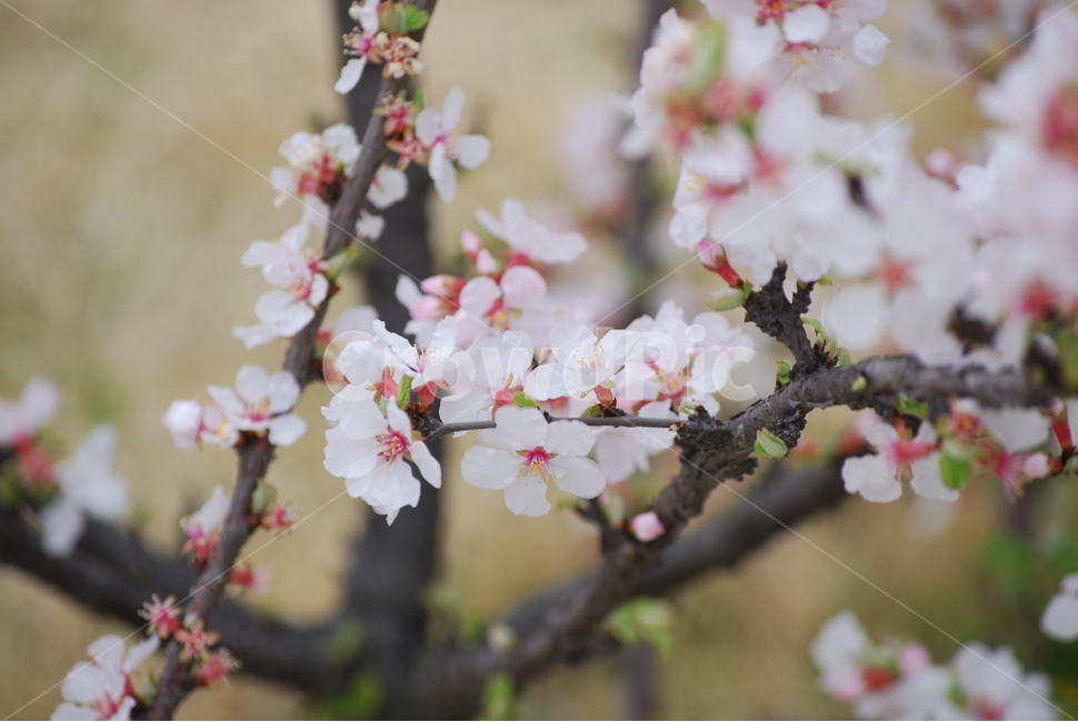꽃,벚꽃,매화,봄,겨울,봄꽃,겨울꽃,꽃잎,flower,cherryblossom,spring,winter,식물,자연,plants,nature,꽃,flower