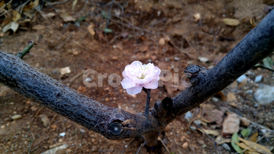 봄꽃,매화,일지매,광양,매화마을,식물,자연,plants,nature,꽃,flower