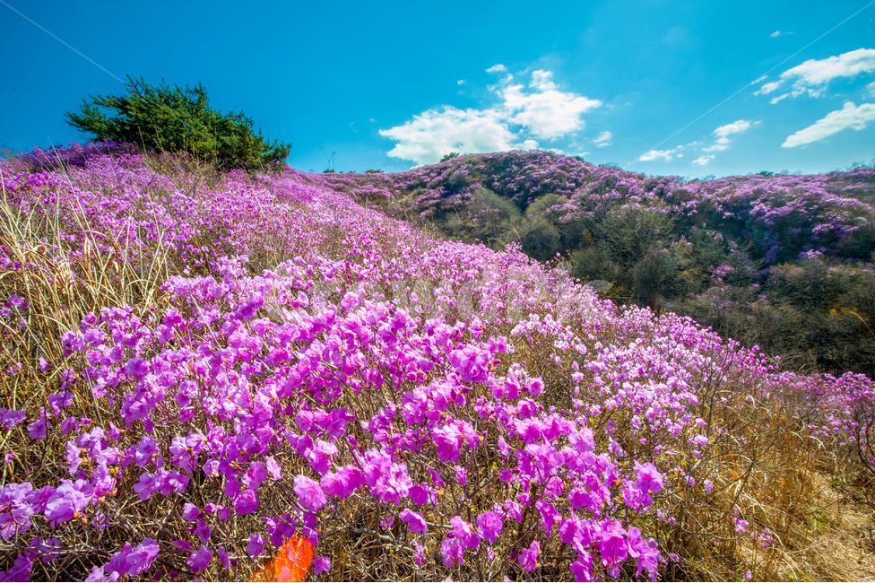 고려산,진달래,강화도,아름다움,꽃,자연,풍경,nature,landscape,한국자연풍경,한국자연경관,korea nature landscape,plant,식물