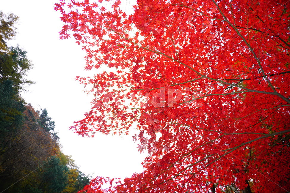 leaf,잎,plant,식물,tree,나무,단풍,가을,계절,fall,autumn,season