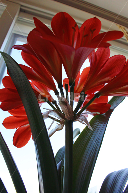 화분,베란다,꽃,식물,로우앵글,plant,flower