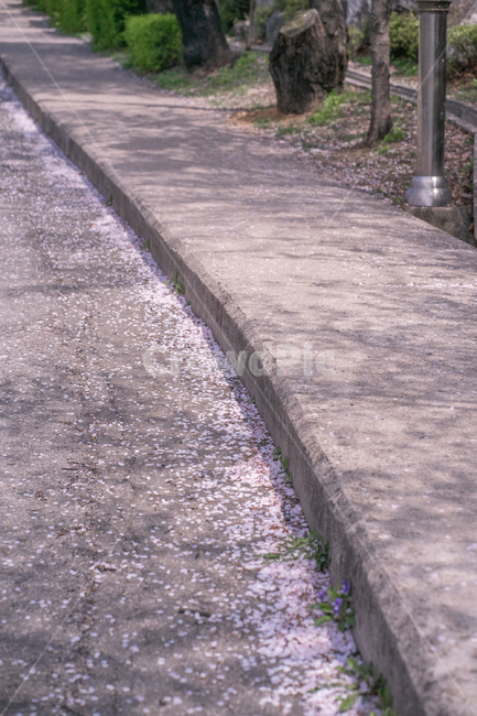 꽃,길,꽃잎,그림자,벚꽃,봄,계절,spring,season,path,통로