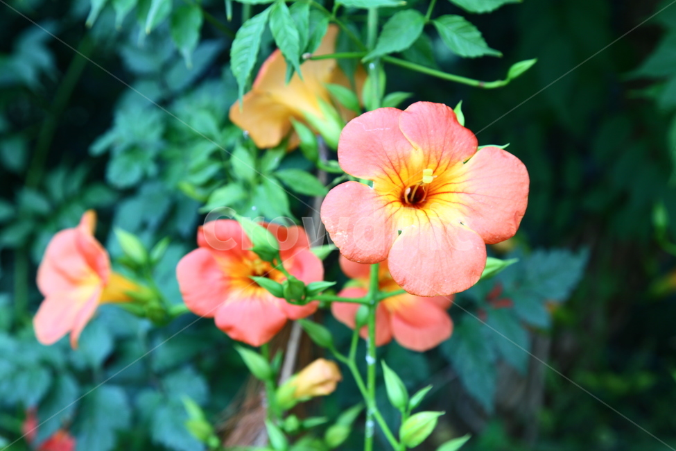 꽃,능소화,여름,싱그러움,푸릇푸릇,flower,summer