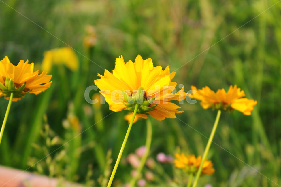 감성사진,자연,하늘,꽃풍경,풍경사진,색감,flower,sky,summer,nature,color,yellow,green,식물,자연,plants,nature,꽃,flower