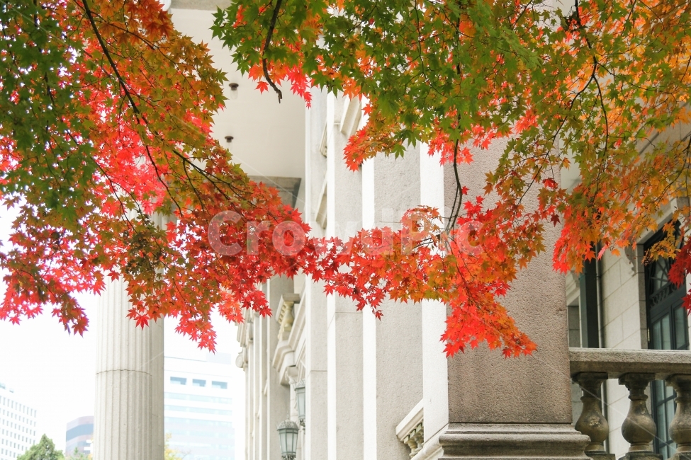 덕수궁,풍경,가을,감성사진,자연,korea,seoul,단풍나무,나무,식물,계절사진,fall,autumn,가을,계절,fall,autumn,season,식물,자연,plants,nature,건축물,건물외관,exterior,building,structure,architecture,construction,leaf,잎,plant,tree,maple,단풍