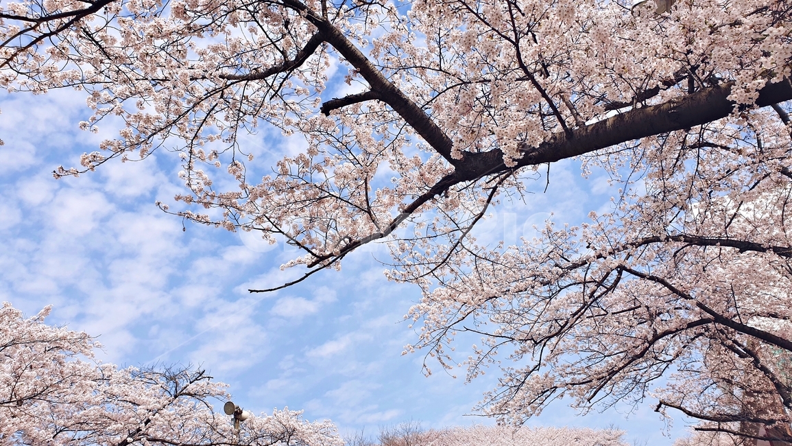 벚꽃,벚꽃놀이,꽃,나무,벚꽃나무,봄,봄철작물,tree,plant,flower,푸른하늘,구름,하늘,sky,blue,spring,봄,계절,spring,season,자연,풍경,nature,landscape,식물,cherry blossom,blossom
