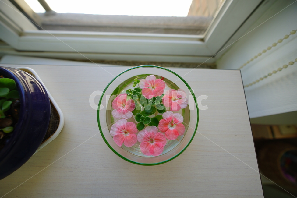 화분,꽃,장식,인테리어,식물,취미,플라워,창가,물,flower,핑크,분홍,컬러,색감,감성사진,꽃,flower,인테리어,실내디자인,interior design