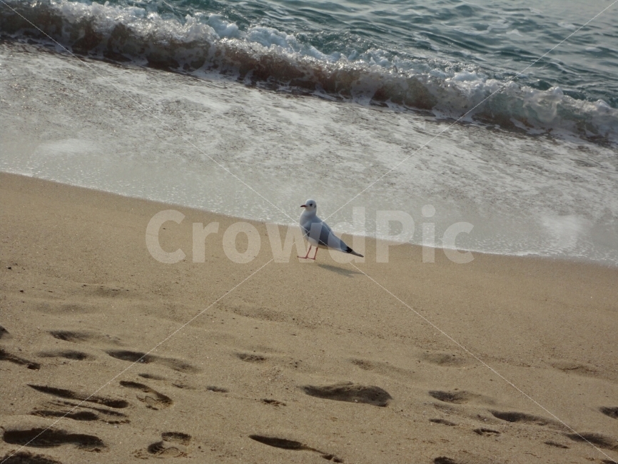 갈매기,해운대,파도,해수욕장,바다,해변,바다,beach,sea,동물,animal,조류,새,birds