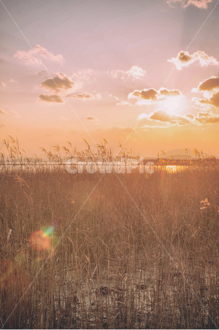 바다,일몰,갯벌,만,풍경,자연,하늘,구름,태양,해,햇빛,해안,바닷가,갈대,sea,sunset,sunfall,sunlight,bay,nature,landscape,sky,cloud,sun,항구,port,자연,풍경,nature,landscape,색깔,색상,색채,색감,color sense,color sensitivity,feeling of color,grass,잔디,plant,식물