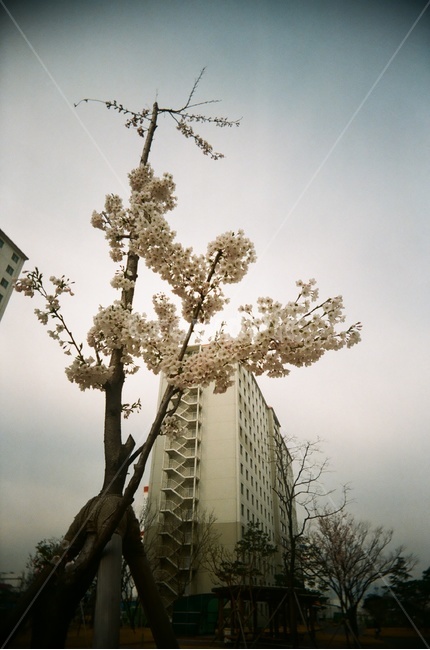 벚꽃,아파트,풍경,흐림,cherryblossom,cloudy