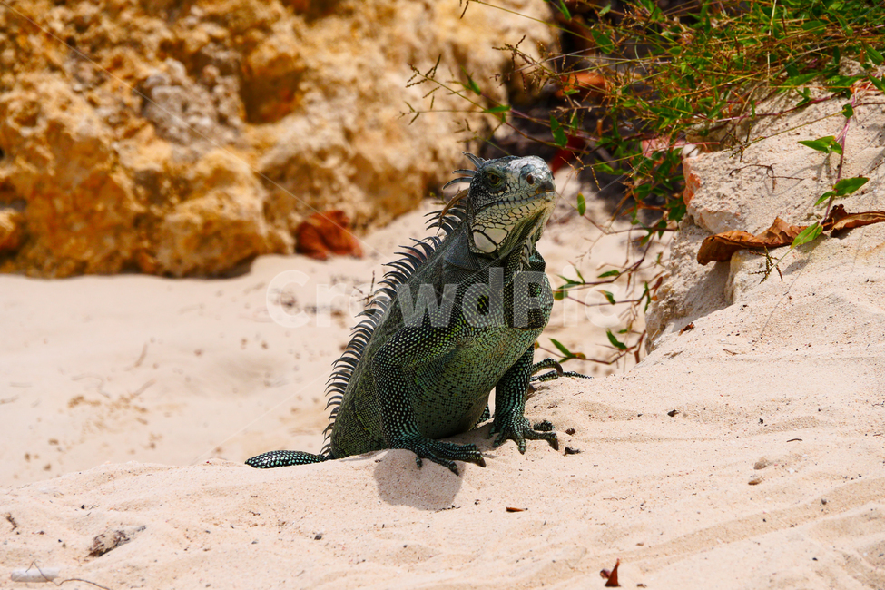 이구아나,iguana,도마뱀,lizard,동물,animal,파충류,과들루프,해변,파충류,양서류,reptile,amphibian