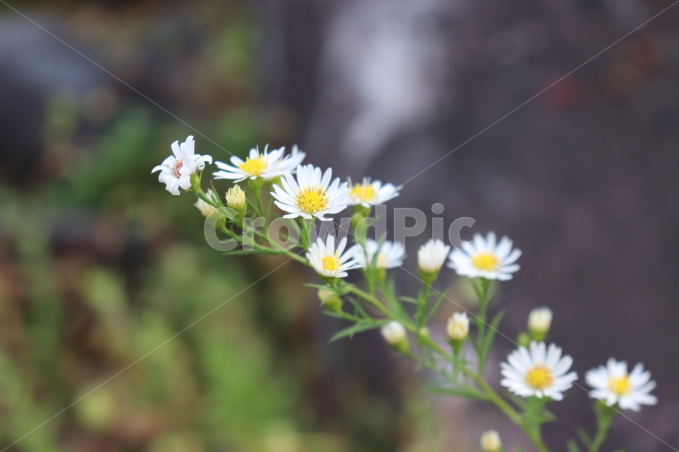 꽃,계란후라이,들꽃,자연,계란후라이꽃,식물,자연,plants,nature,꽃,flower