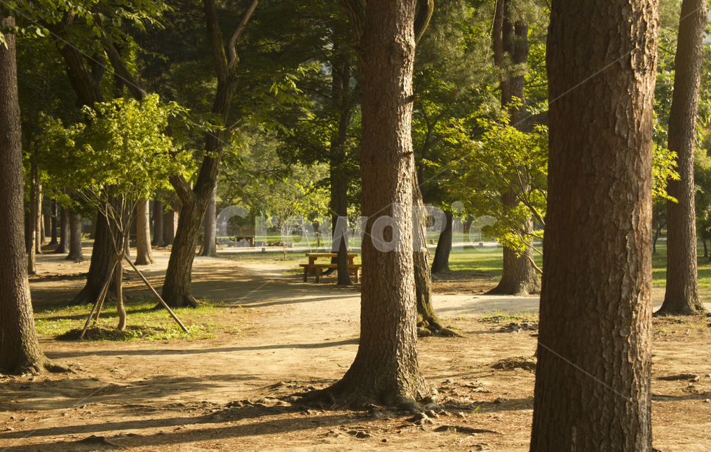 남이섬,나미나라,남이아일랜드,춘천,한국,대한민국,자연,숲,숲속,그린,초록색,녹색,나무,식물,풀,나무기둥,산속,nobody,테이블,살길,숲길,오솔길,산책로,흙길,흙바닥,흙,산책길,햇살,길