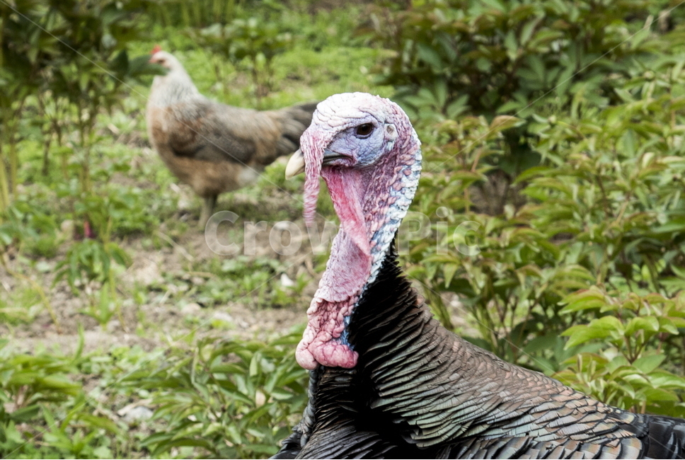 칠면조,새,동물,기금류,치킨,터키조류,동물,animal,조류,새,birds