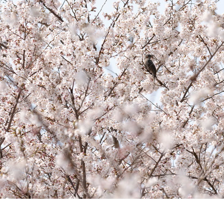 벚꽃,봄,사쿠라,벚꽃나무,꽃,봄꽃,봄,계절,spring,season,동물,animal,조류,새,birds,plant,식물,blossom,flower