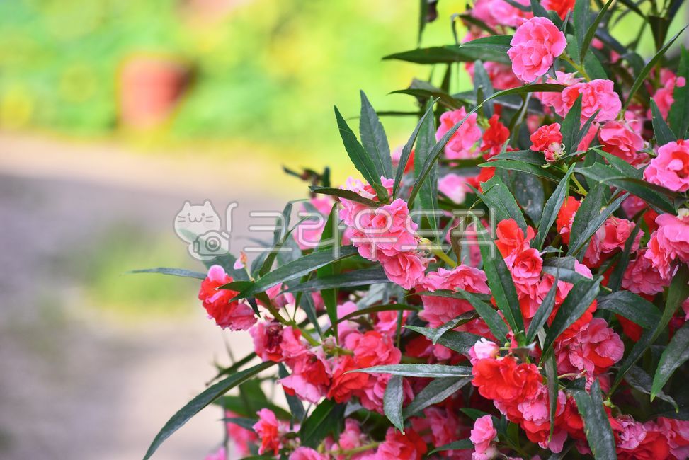 봉숭아,봉선화,꽃,화단,분홍색꽃,flower,blossom,배경,바탕,여름꽃