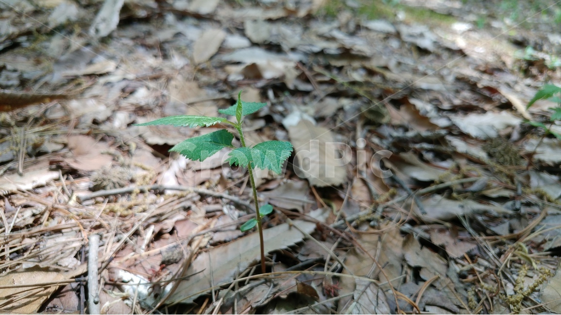생명,새싹,떡잎,자연,배경,녹색,성장,식물,자연,plants,nature