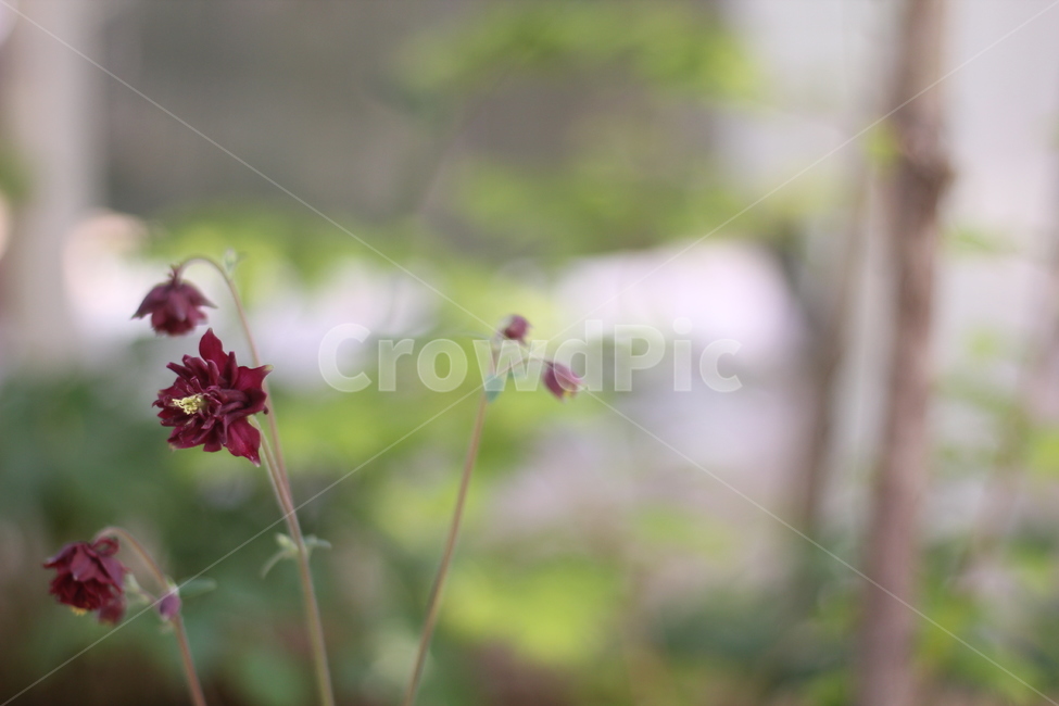 겹매발톱,꽃,자연,식물,야생화,잎,보라색꽃,nature,flower,plants,나무,가지