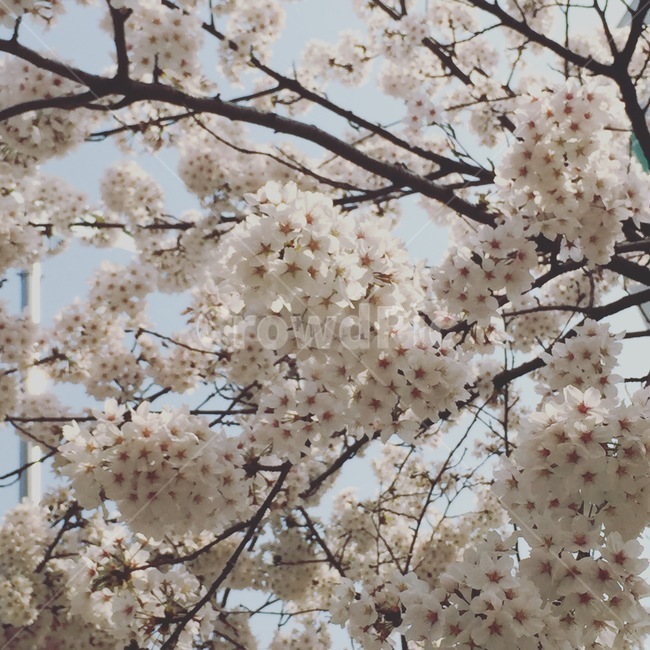 plant,식물,flower,blossom,꽃,cherryblossom,벚꽃,봄,spring