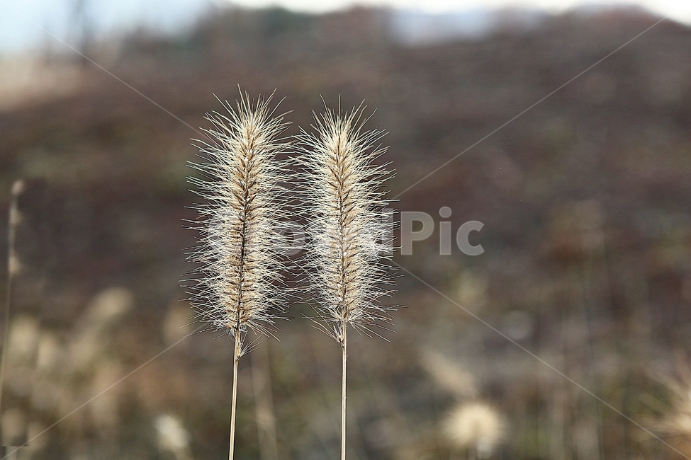 강아지풀,강아지풀꽃,꽃,잡초,가을,풀,야외,공원,가을,계절,fall,autumn,season,식물,자연,plants,nature