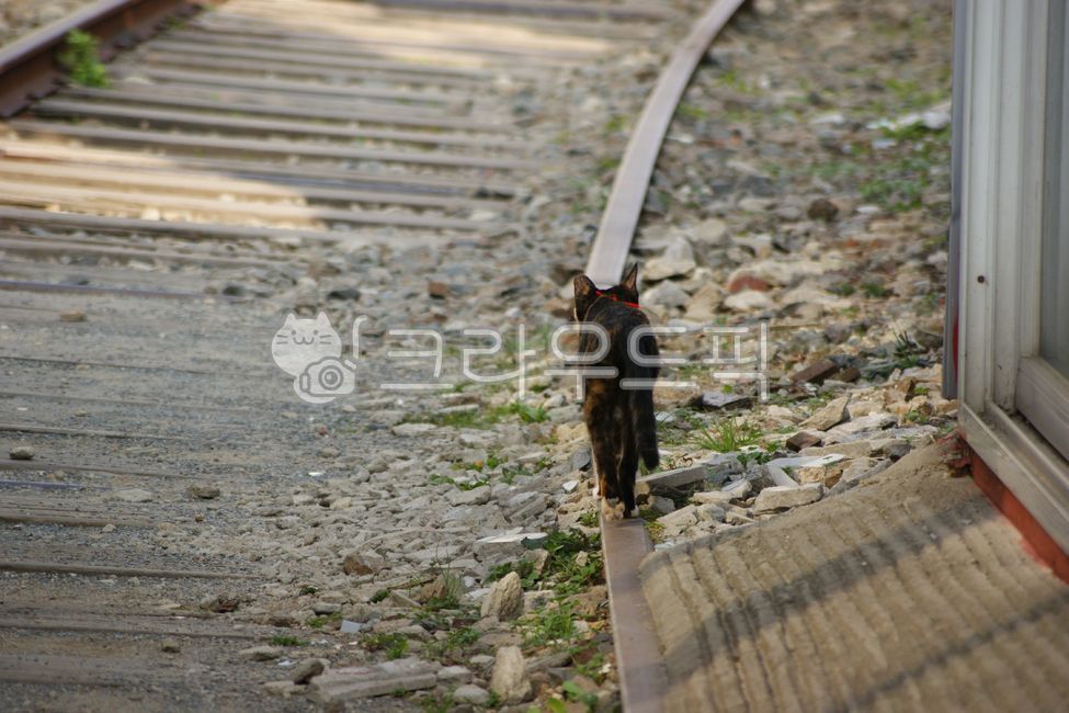 고양이,검은색,검은고양이,포유류,길고양이,철길,철로,교통,기찻길,기차,레일,cat,black,blackcat,mammals,streetcat,railroad,transportation,train,rail,고양이,cat,kitten,kitty