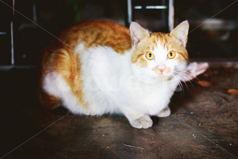고양이,길냥이,고양이눈,낭만고양이,코숏,cat,동물,animal,동물,animal,포유류,mammal,고양이,cat,kitten,kitty