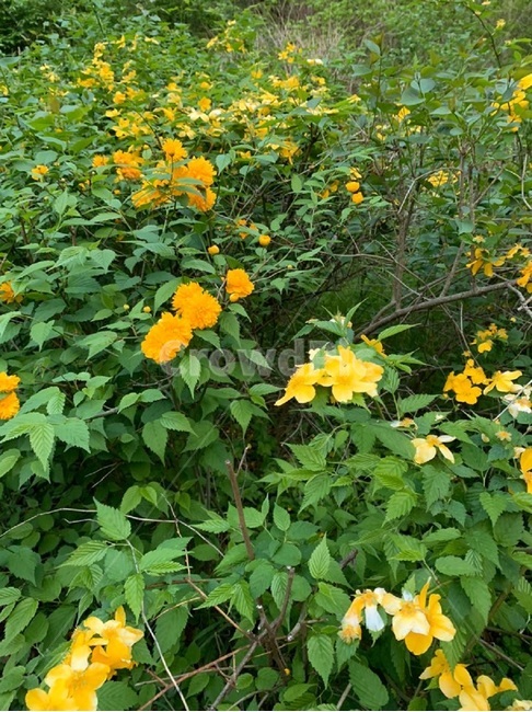 노란색,연두색,꽃,plant,식물,flower,식물,자연,plants,nature