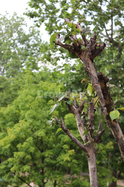 나무,tree,plant,식물,treetrunk