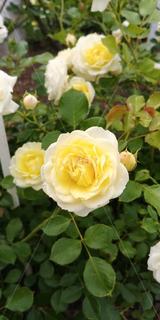 장미,장미꽃,여름장미,장미축제,rose,plants,여름,꽃,자연